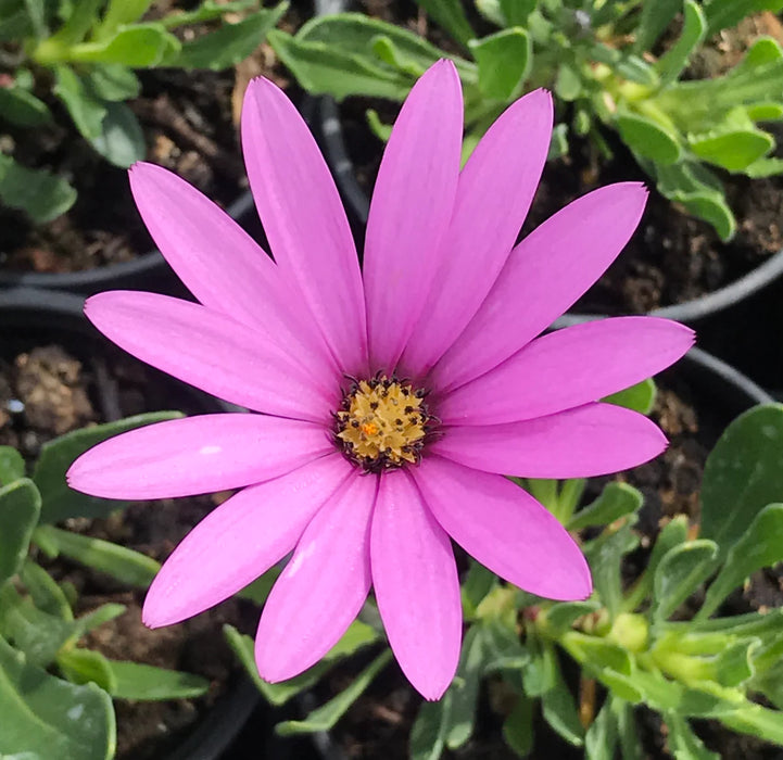 Osteospermum Jucundum 9cm