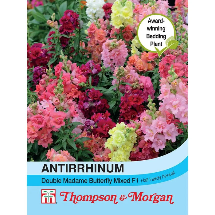 Antirrhinum Double Madam Butterfly