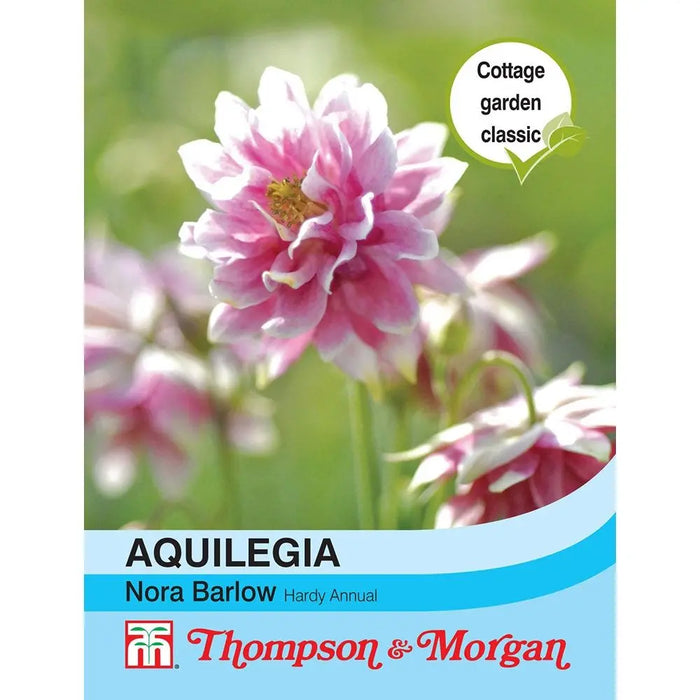 Aquilegia Nora Barlow