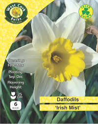 Daffodil Narissus 'Irish Mist'