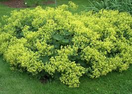 Alchemilla Mollis 'Thriller'