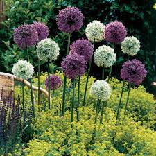 Allium 'Mount Everest' (1 Pack)