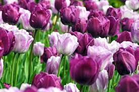 Tulip 'Shirley Double' (6 Pack)