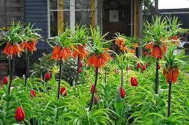 Fritillaria Imperialis 'Rubra' (1 per Pack)