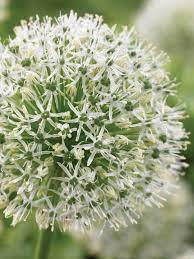 Allium 'Mount Everest' (1 Pack)