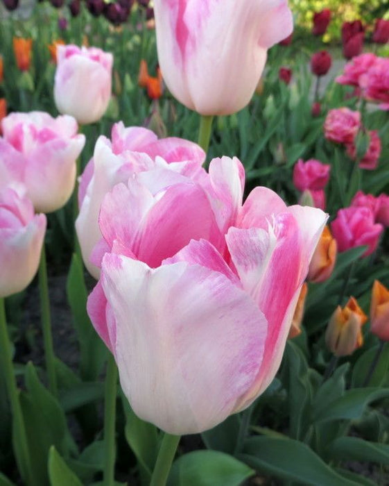 Tulip 'Infiniti' (8 Pack)