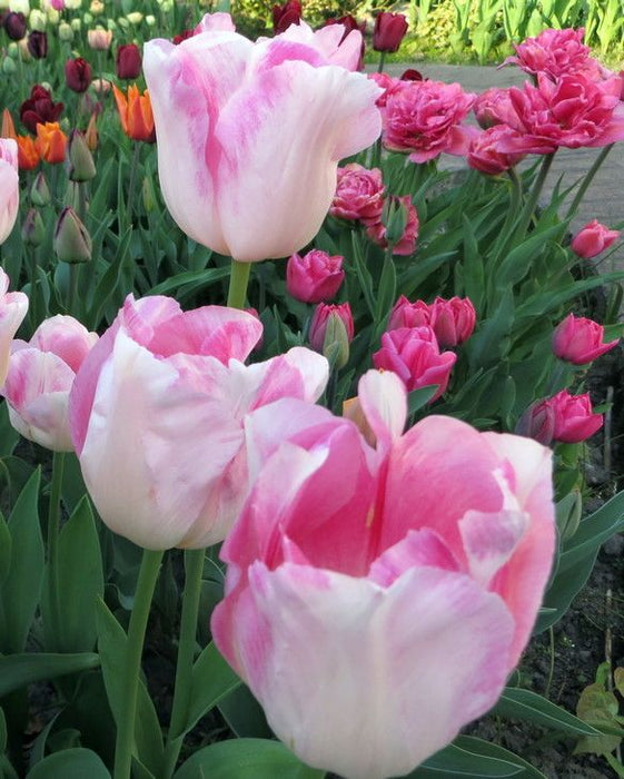 Tulip 'Infiniti' (8 Pack)