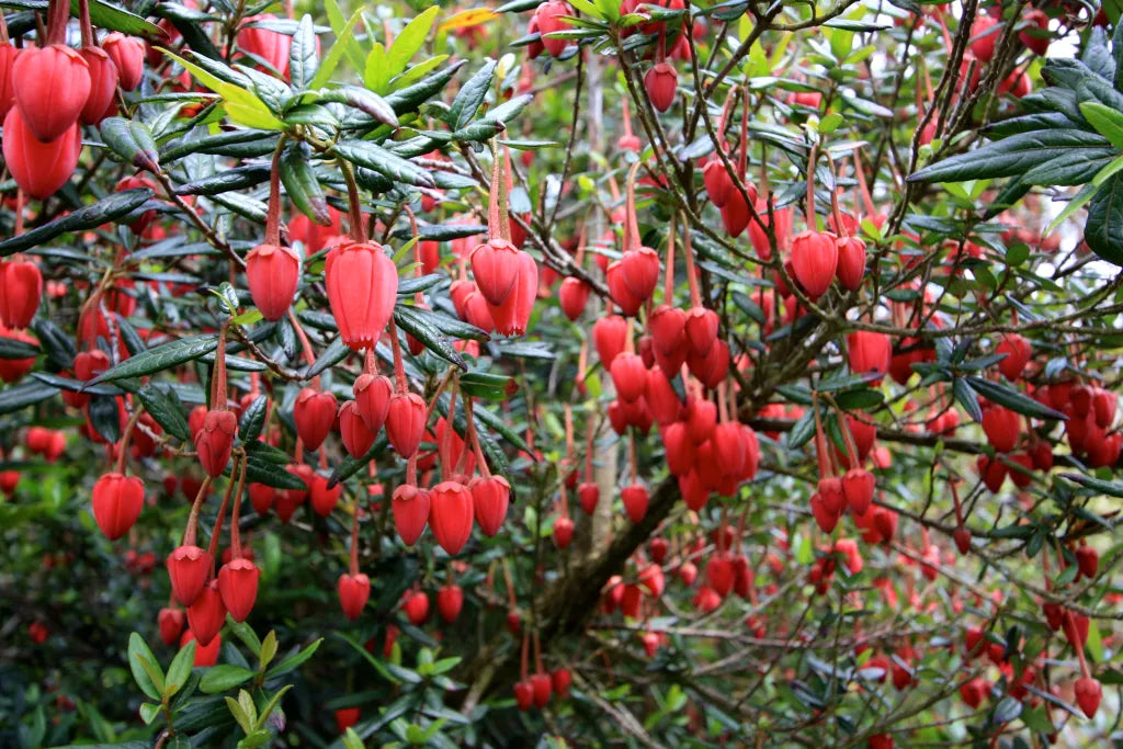 Crinodendron hookerianum Chilean Lantern Tree