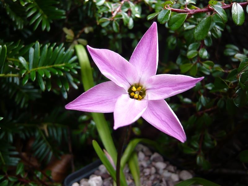 Ipheion 'Charlotte Bishop' Bulbs