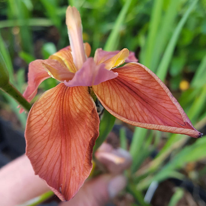 Iris fulva P9