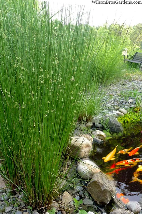 Juncus effusus 9cm