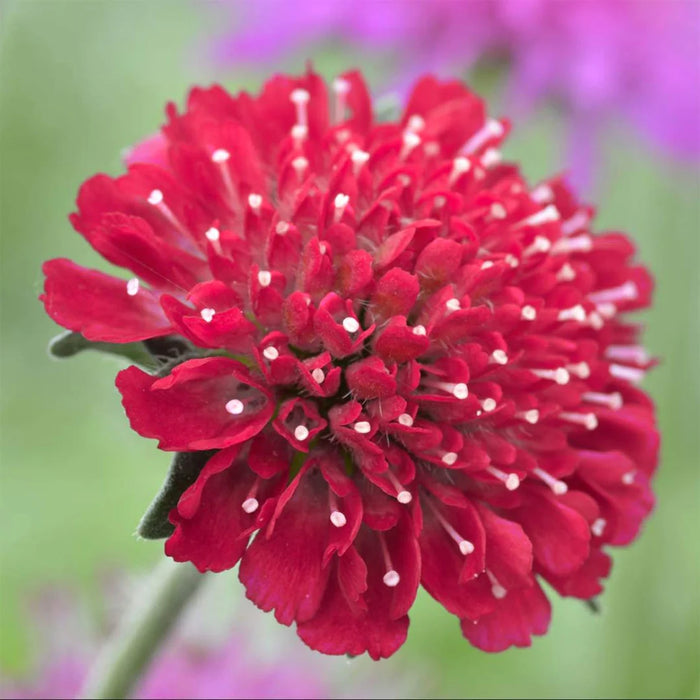 Knautia macedonica 'Red Knight' (2 Litre)