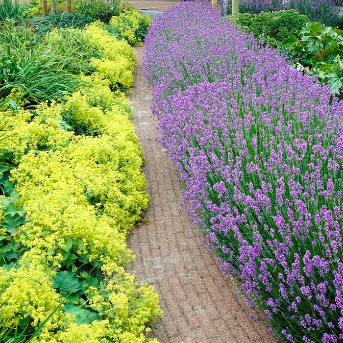 Alchemilla Mollis 2 Litre