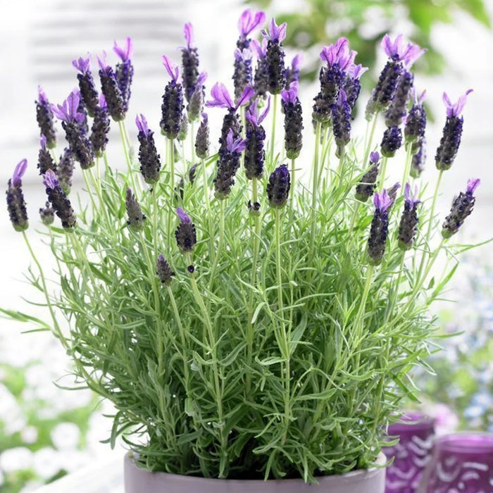 Lavender stoechas | French Lavender 2L