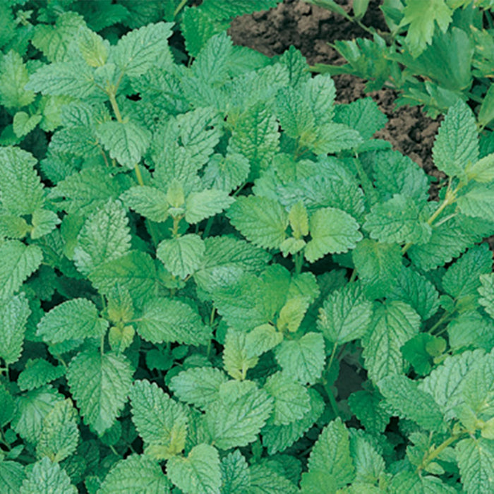 Herb Lemon Balm