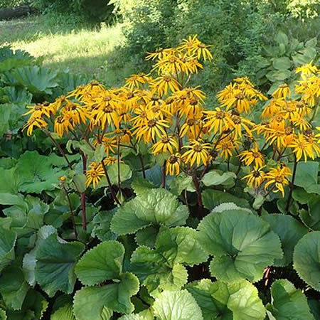 Ligularia dentata 'Othello' - Golden Groundsel