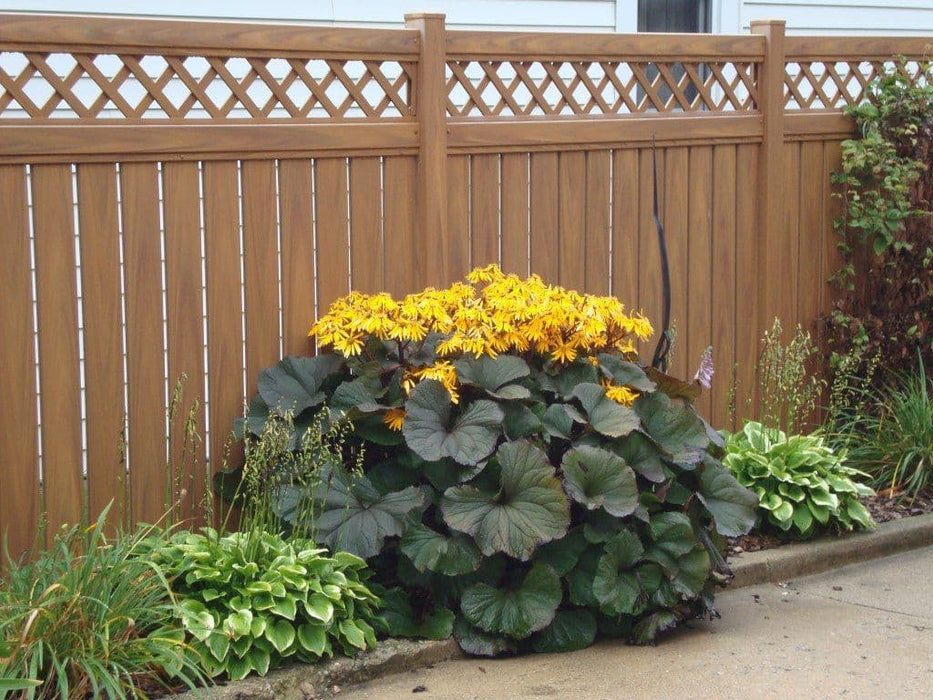 Ligularia dentata 'Othello' - Golden Groundsel