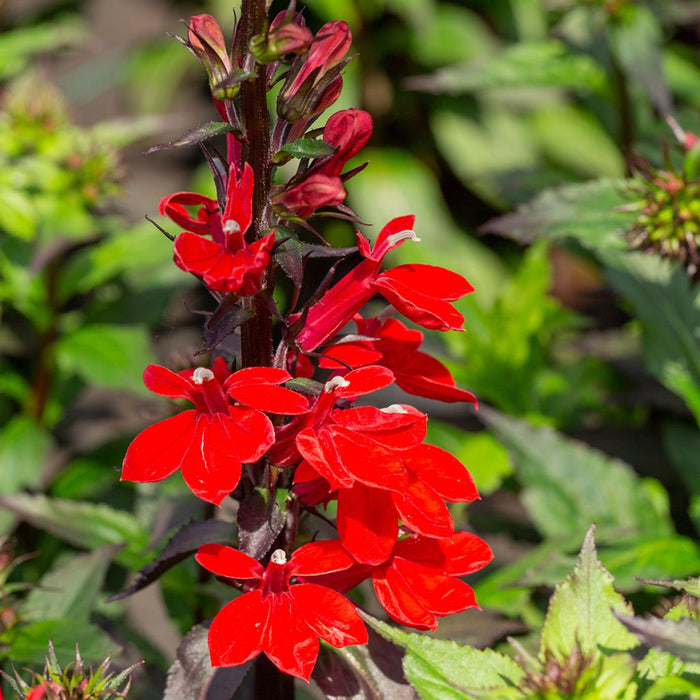 Lobelia 'Starship Scarlet'