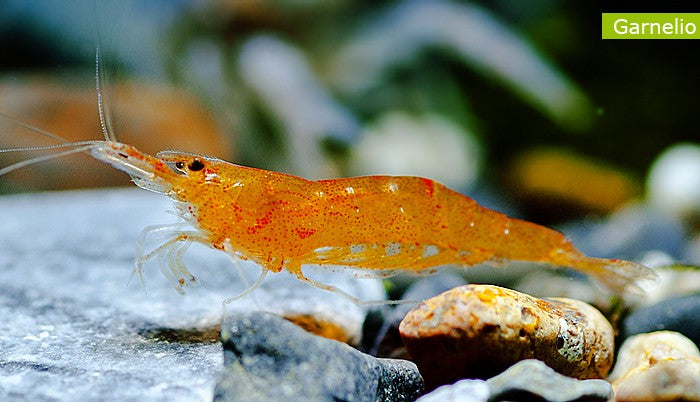 Sunkist Orange Shrimp | Caridina thambipillai (M)