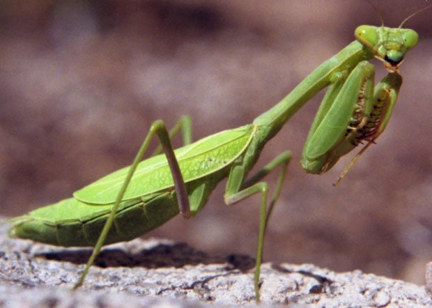 Giant Vietnam Mantis | Phasmomantella sp “Vietnam”