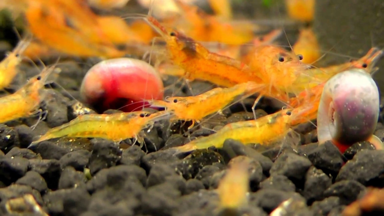 Sunkist Orange Shrimp | Caridina thambipillai (M)