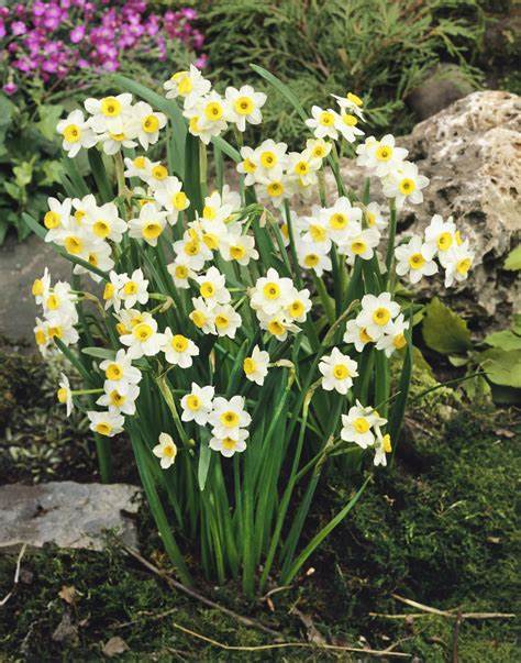 Daffodil Narcissus 'Minnow' (30 Pack)