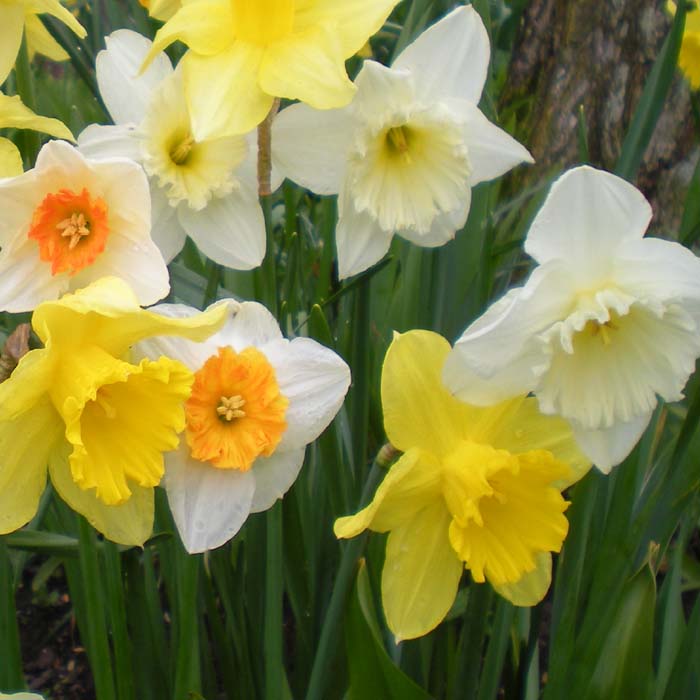 Daffodil Narcissus 'Mixed' (2kg)