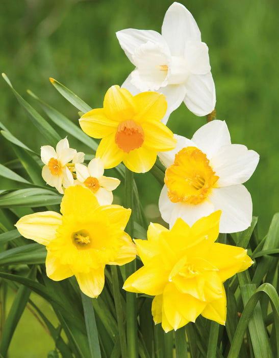 Daffodil Narcissus 'Mixed' (2kg)