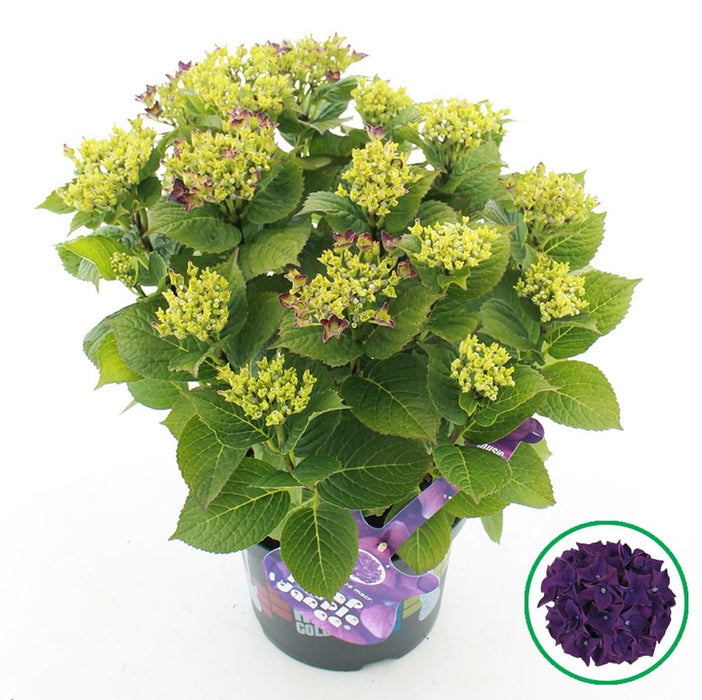 Hydrangea Macrophylla Music Collection