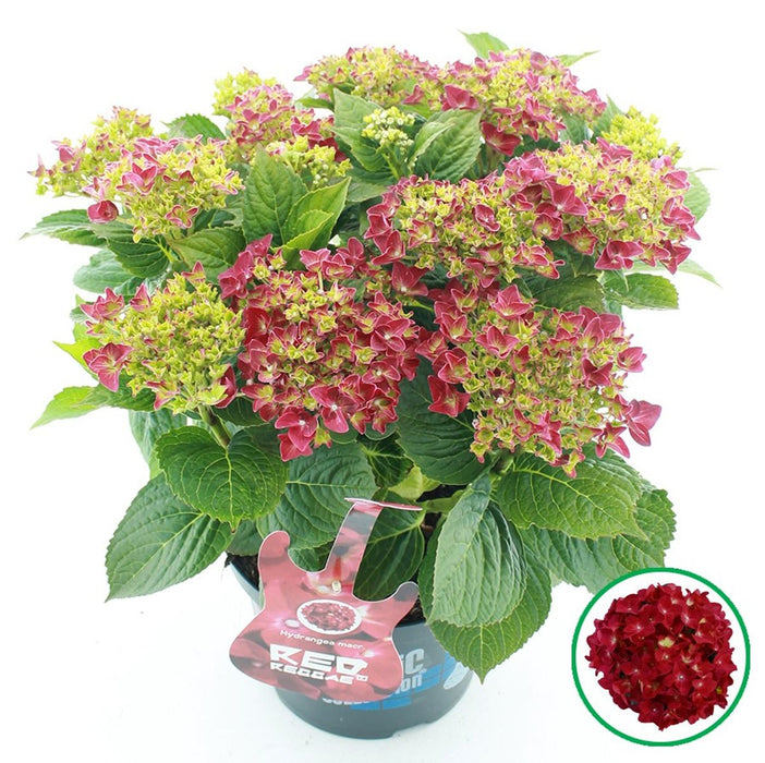 Hydrangea Macrophylla Music Collection