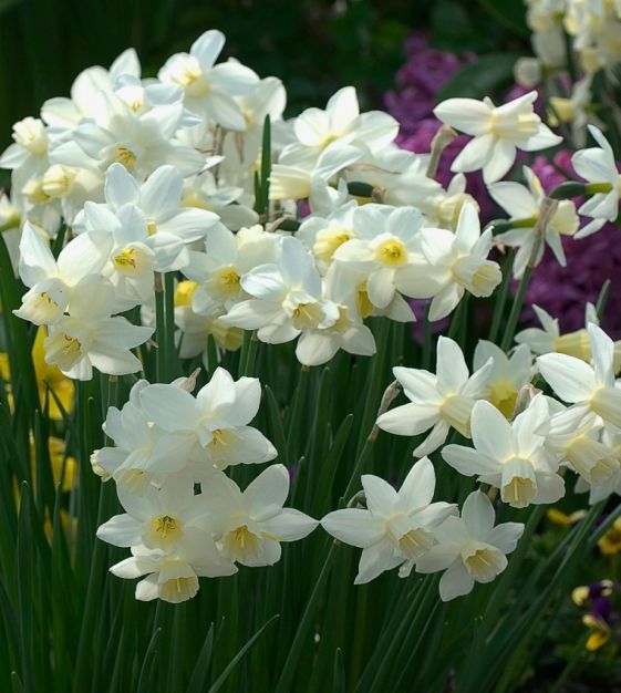 Daffodil Narcissus 'Sailboat' (8 Pack)