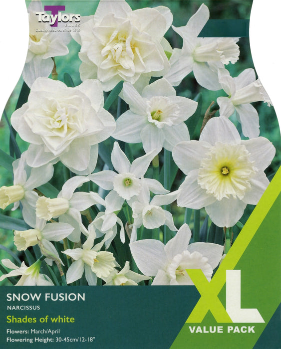 Daffodil Narcissus 'Snow Fusion' (15 Pack)