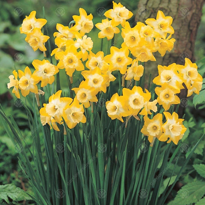 Daffodil Narcissus 'Jonquilla Hillstar'