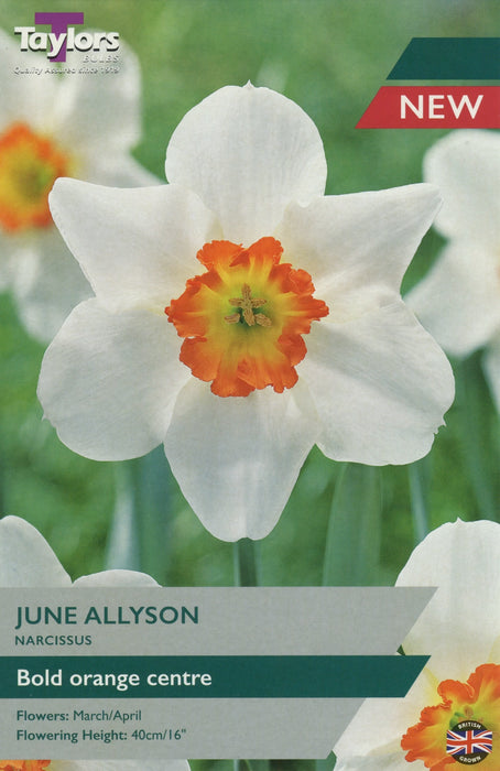 Daffodil Narcissus 'June Allyson'