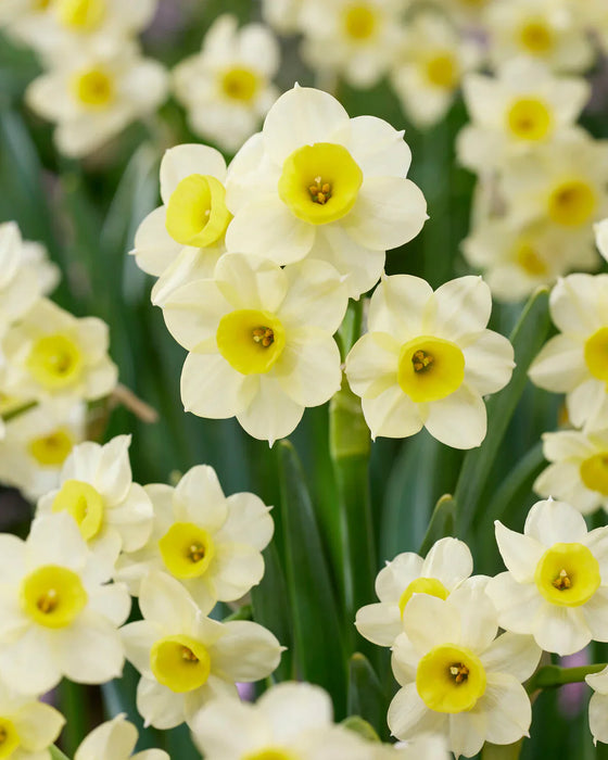 Daffodil Narcissus 'Minnow' (10 Pack)