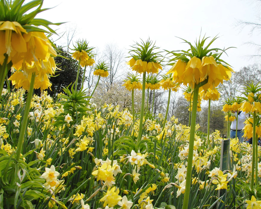 Daffodil Narcissus 'Pipit' (6 Pack)