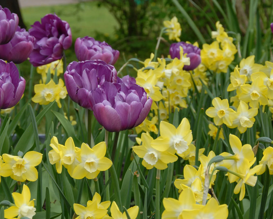 Daffodil Narcissus 'Pipit' (6 Pack)