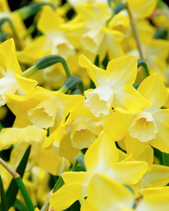 Daffodil Narcissus 'Pipit' (6 Pack)