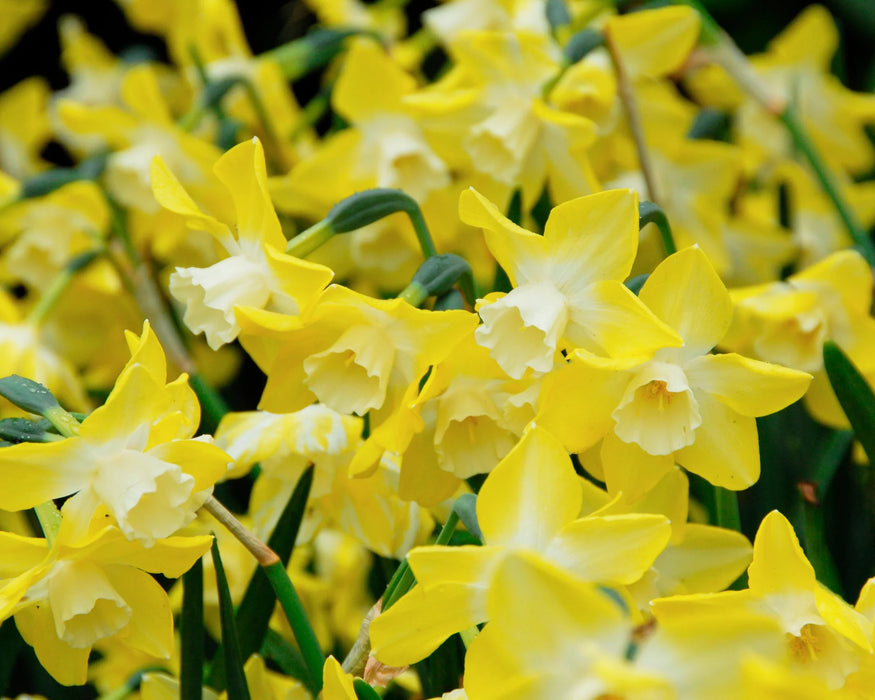 Daffodil Narcissus 'Pipit' (6 Pack)