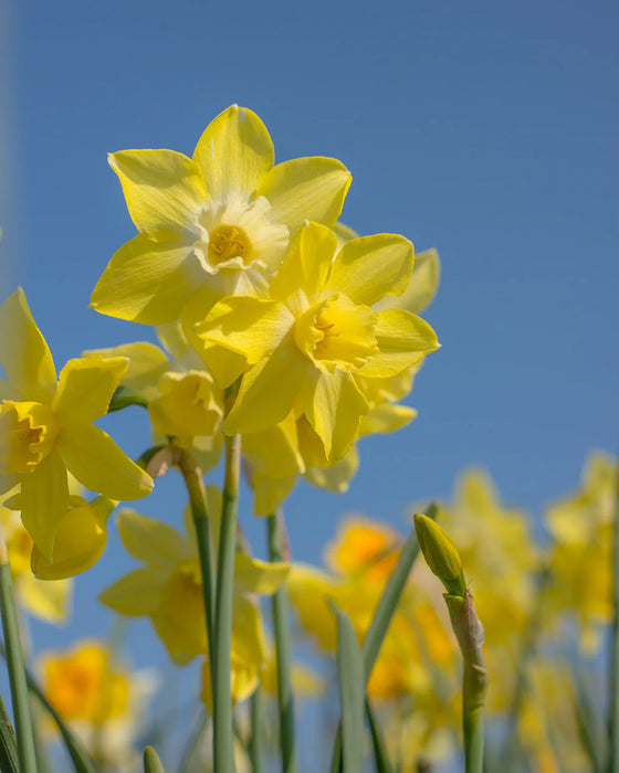 Daffodil Narcissus 'Pipit' (6 Pack)