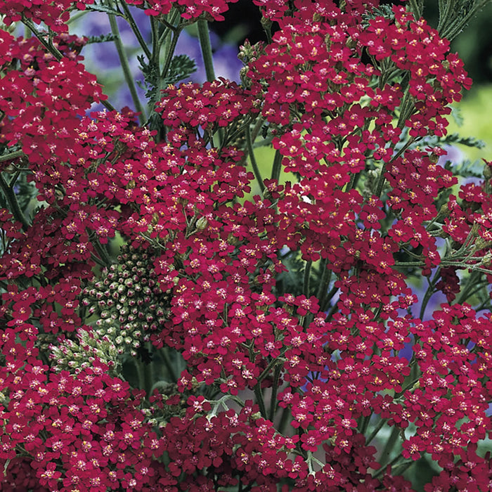 Natures Haven Achillea Cassis