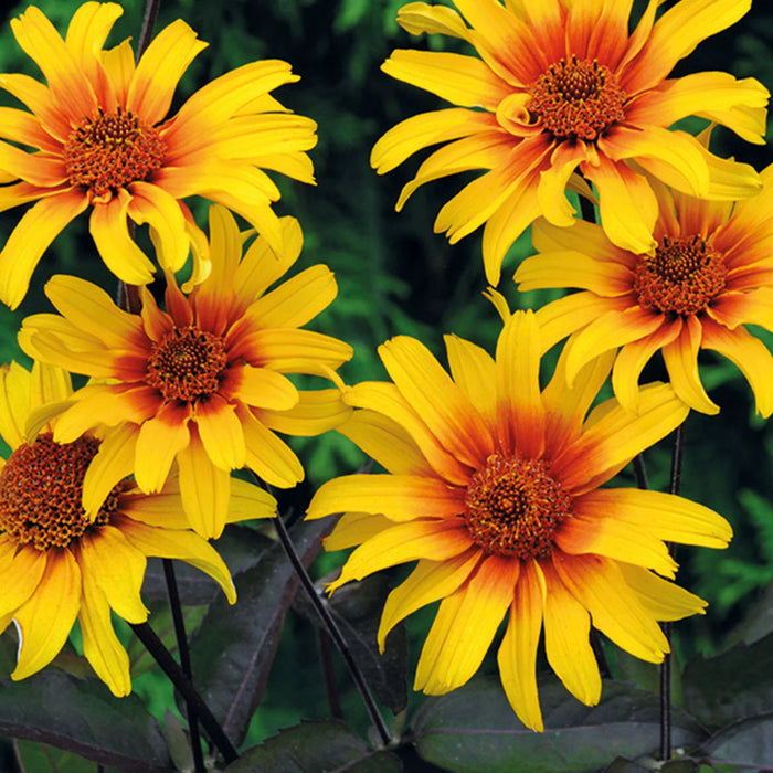 Natures Haven Heliopsis Burning Hearts