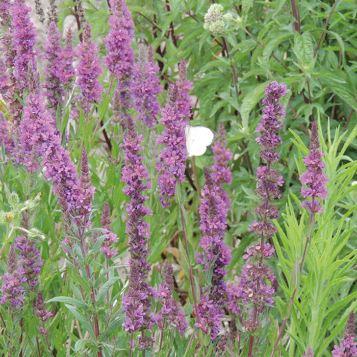 Nature's Haven Lythrum Salicaria Purple Loosestrife