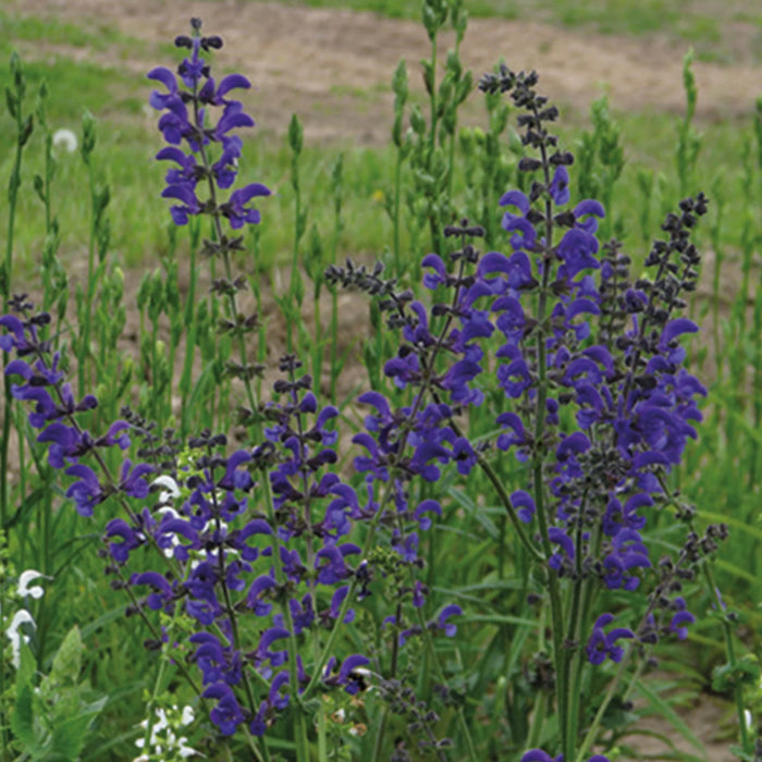 Nature's Haven Salvia Pratensis Meadow Clary