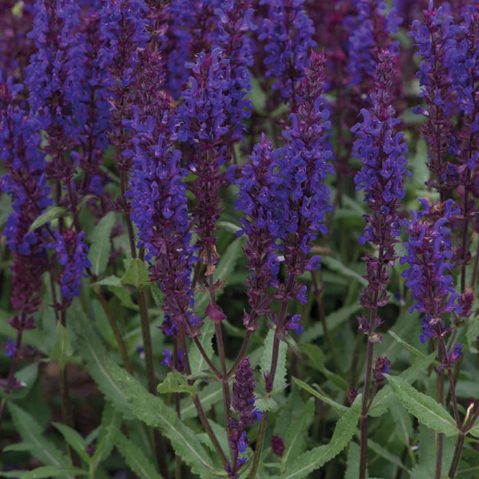 Natures Haven Salvia Salvatore Blue