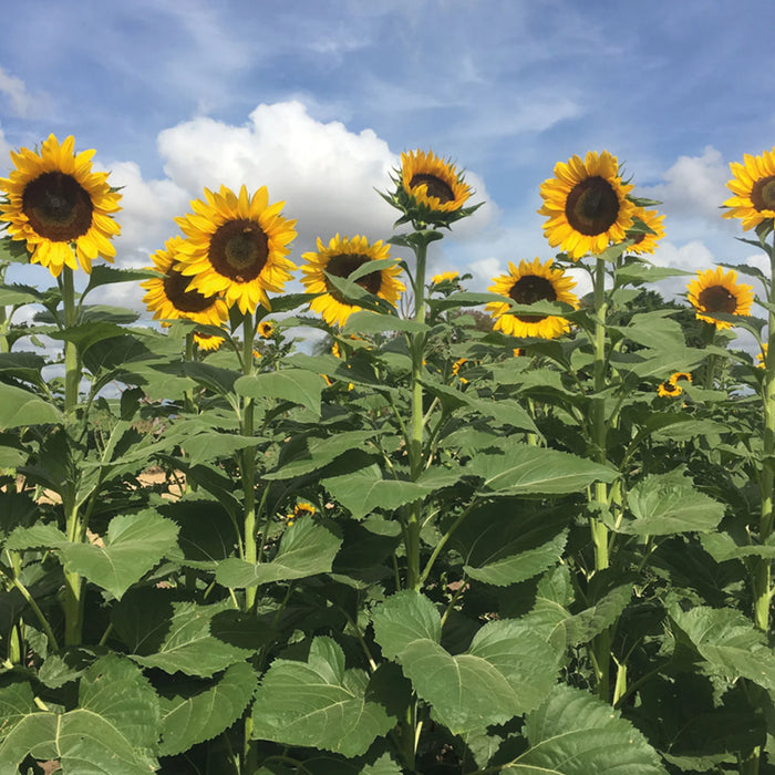 Natures Haven Sunflower Tall Timbers