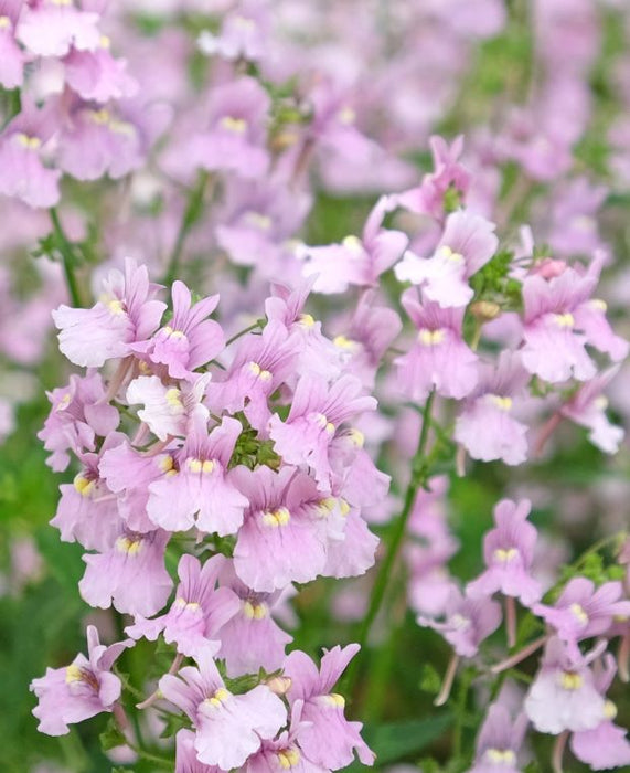 Nemesia denticulata 'Confetti' - 2Ltr