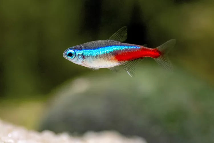 Neon Tetra (M)