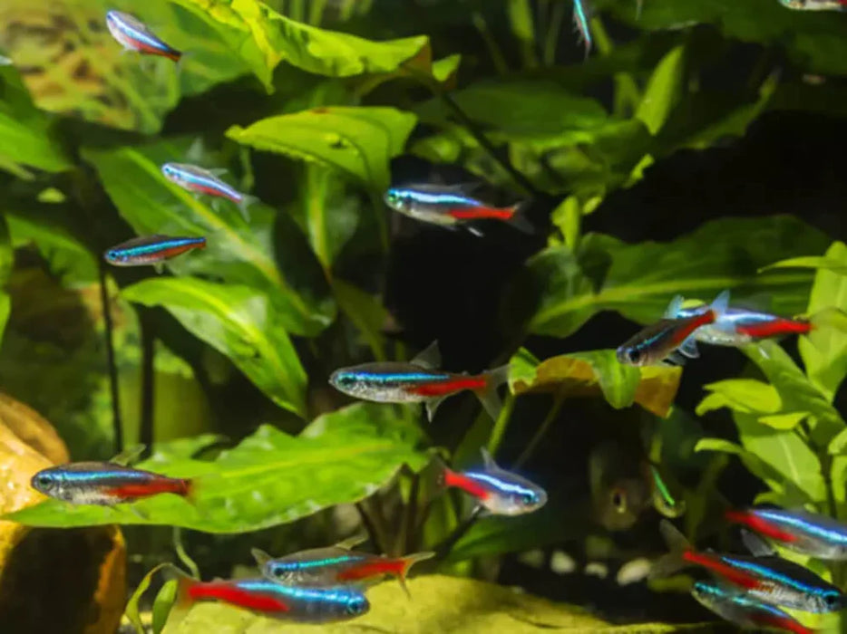 Neon Tetra (M)