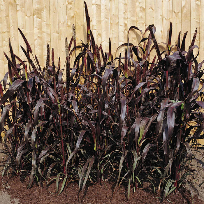 Ornamental Grass Millet Purple Majesty F1